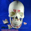 DENTAL10(12569) Human Medical Anatomical Adult Osteopathic Skull Models 10-Part